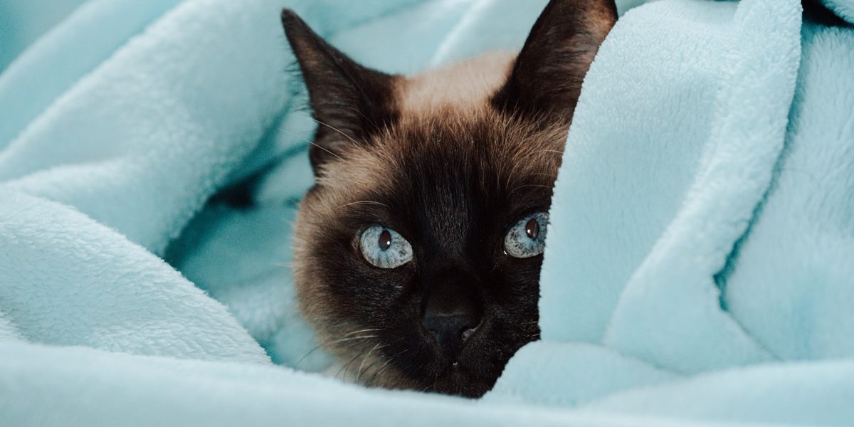 cat-peeks-out-of-a-blue-blanket.jpg